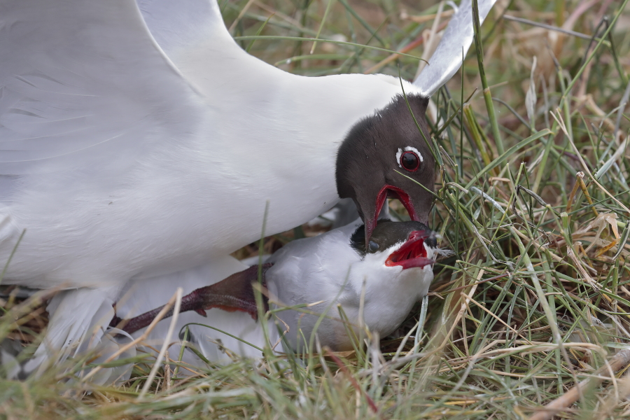 Küstenseeschwalbe am Eidersperrwerk