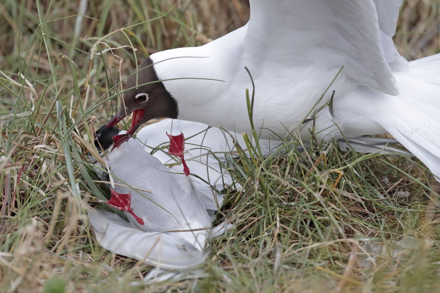 Küstenseeschwalbe am Eidersperrwerk