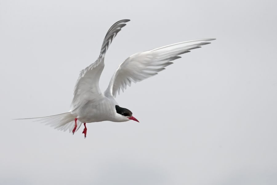 Küstenseeschwalbe am Eidersperrwerk