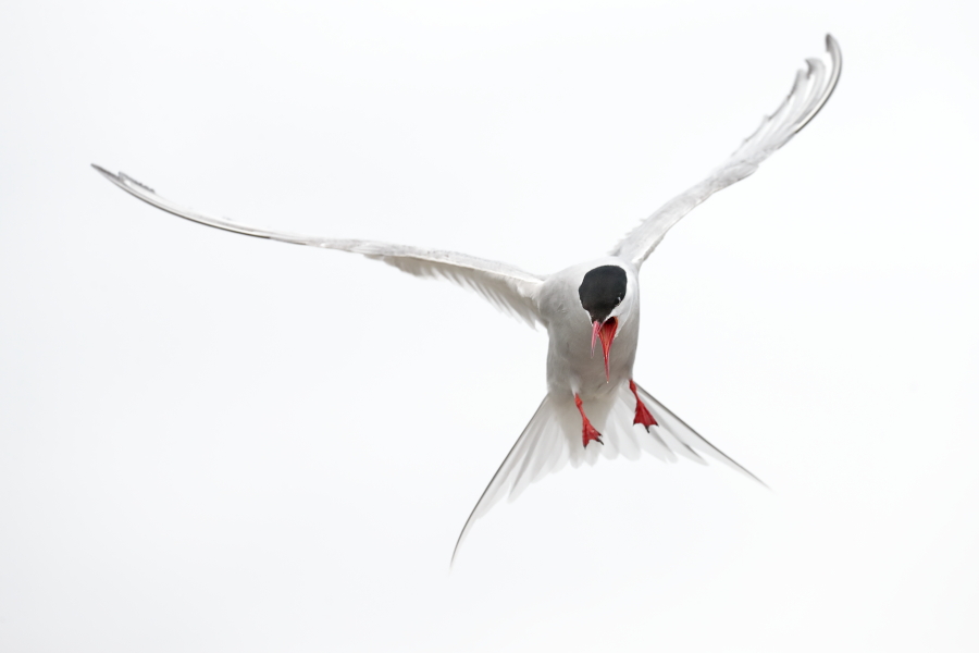 Küstenseeschwalbe am Eidersperrwerk