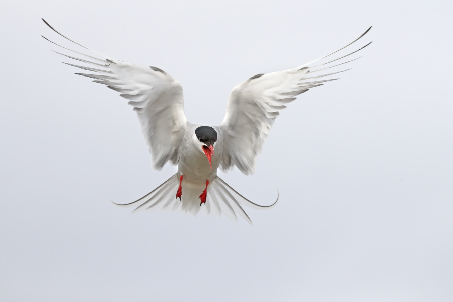Küstenseeschwalbe am Eidersperrwerk
