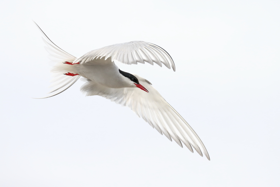 Küstenseeschwalbe am Eidersperrwerk