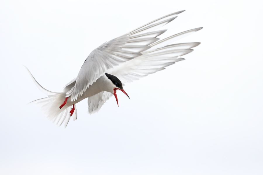Küstenseeschwalbe am Eidersperrwerk