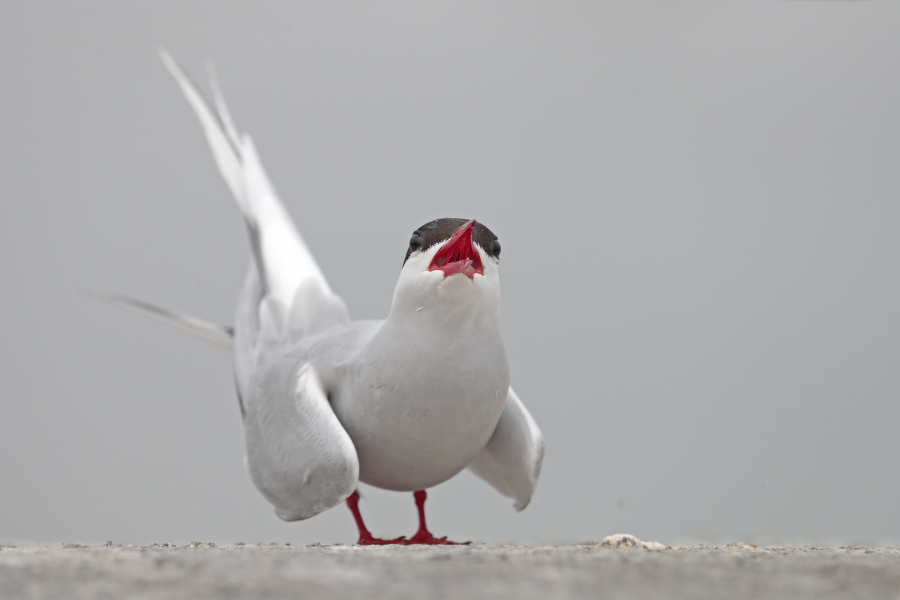 Küstenseeschwalbe am Eidersperrwerk
