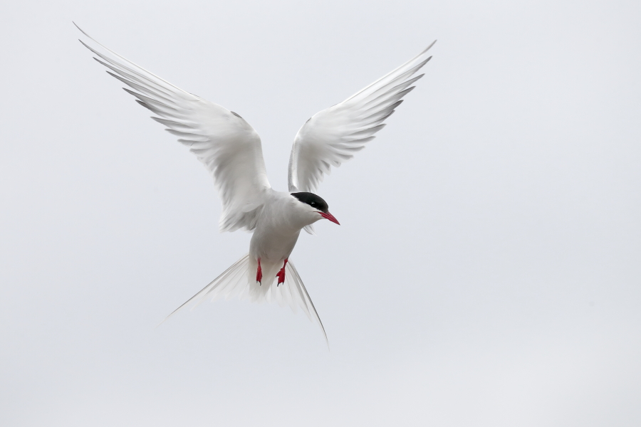 Küstenseeschwalbe am Eidersperrwerk
