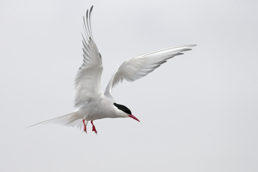 Küstenseeschwalbe am Eidersperrwerk