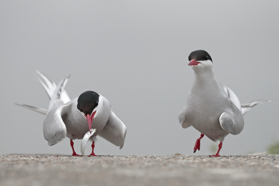 Küstenseeschwalbe am Eidersperrwerk