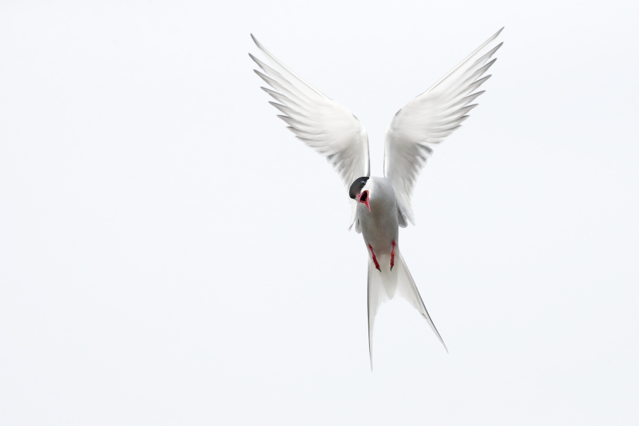 Küstenseeschwalbe am Eidersperrwerk