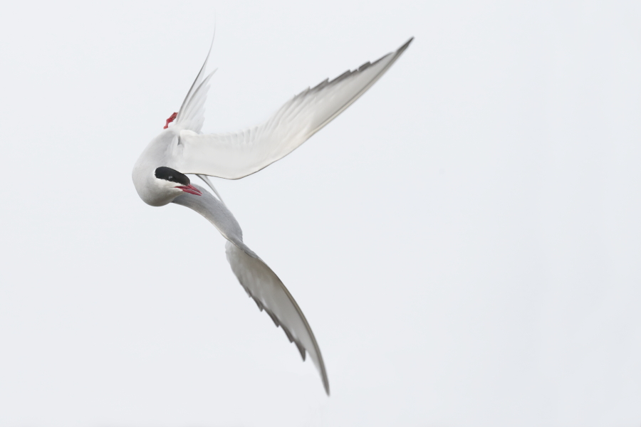 Küstenseeschwalbe am Eidersperrwerk