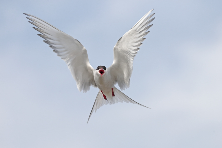 Küstenseeschwalbe am Eidersperrwerk