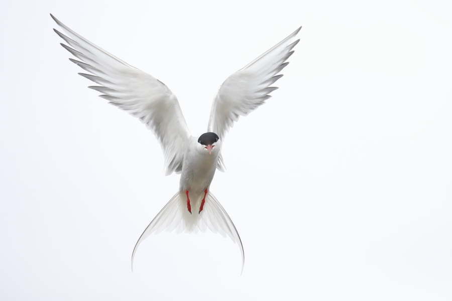 Küstenseeschwalbe am Eidersperrwerk