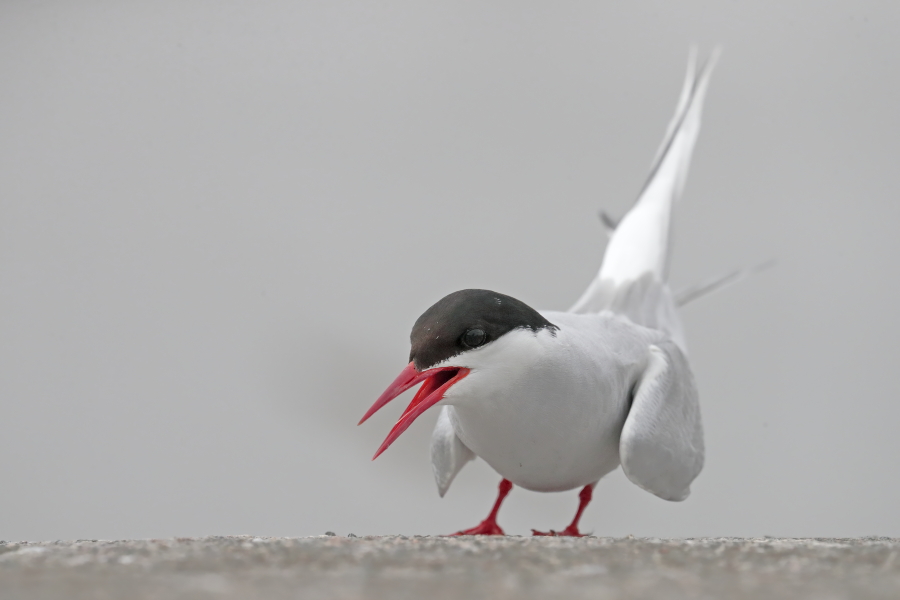 Küstenseeschwalbe am Eidersperrwerk