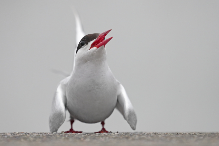 Küstenseeschwalbe am Eidersperrwerk
