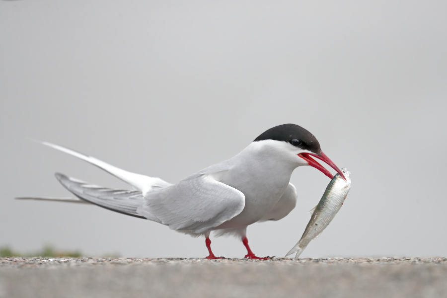 Küstenseeschwalbe am Eidersperrwerk