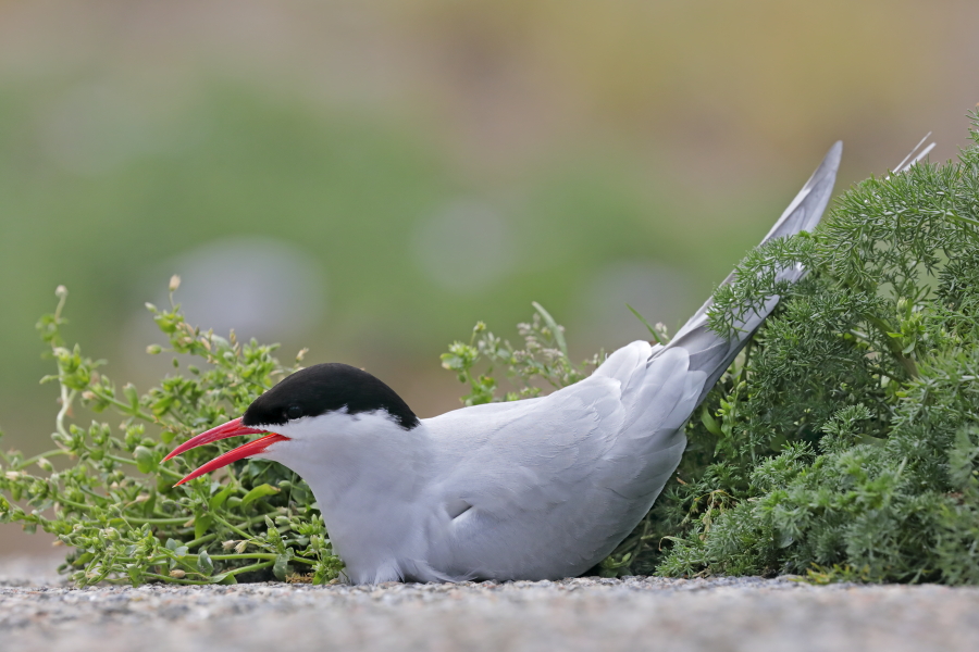 Küstenseeschwalbe am Eidersperrwerk