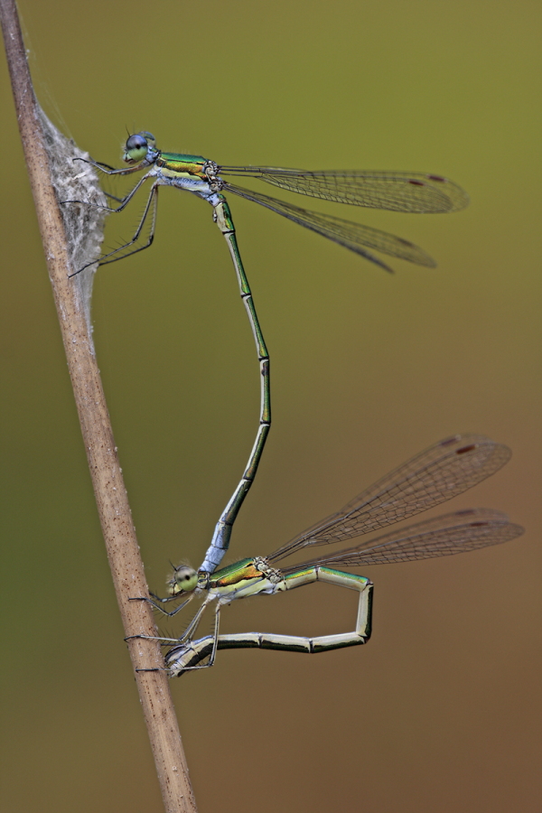 Kleine Binsenjungfer Lestes virens vestalis Small Spreadwing