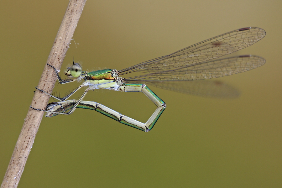 Kleine Binsenjungfer Lestes virens vestalis Small Spreadwing