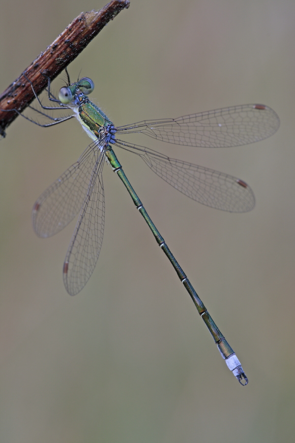 Kleine Binsenjungfer Lestes virens vestalis Small Spreadwing