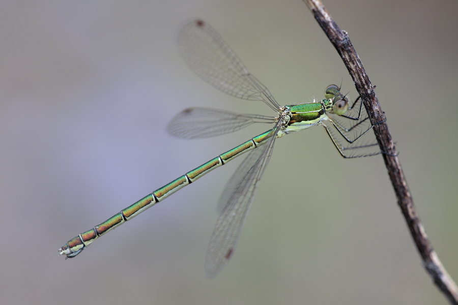 Kleine Binsenjungfer Lestes virens vestalis Small Spreadwing