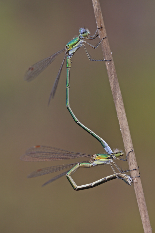 Kleine Binsenjungfer Lestes virens vestalis Small Spreadwing