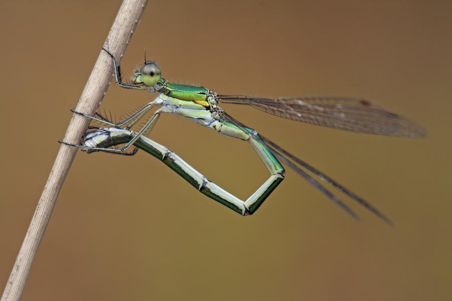 Kleine Binsenjungfer Lestes virens vestalis Small Spreadwing