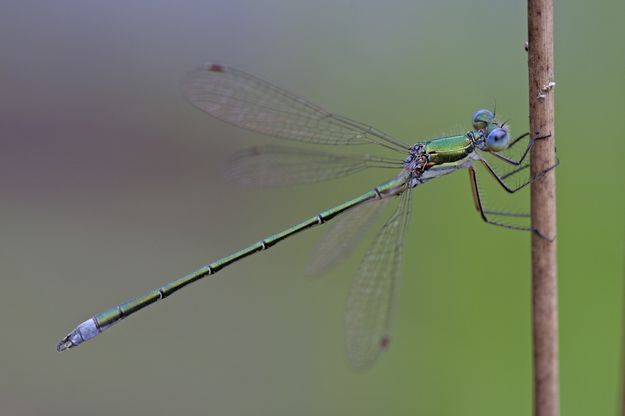 Kleine Binsenjungfer Lestes virens vestalis Small Spreadwing