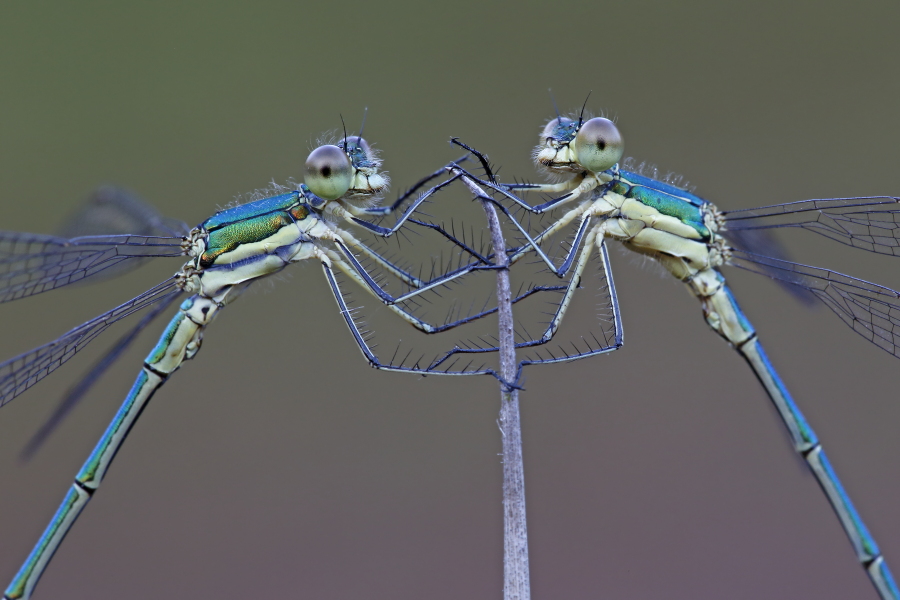 Kleine Binsenjungfer Lestes virens vestalis Small Spreadwing