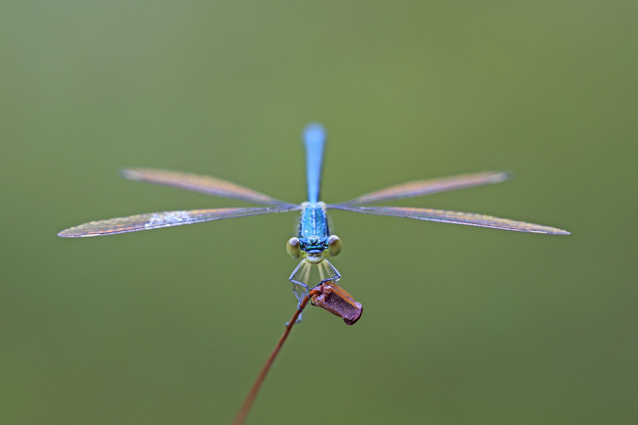 Kleine Binsenjungfer Lestes virens vestalis Small Spreadwing