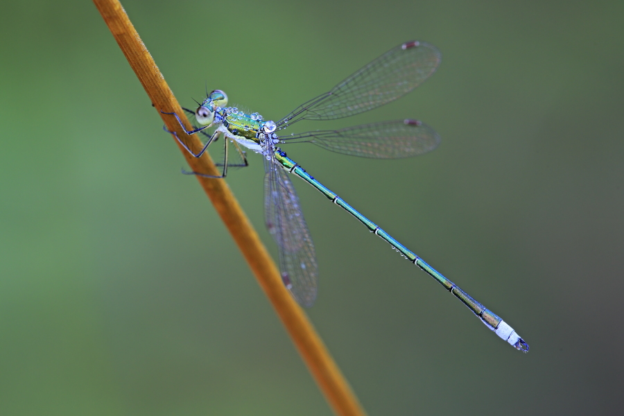 Kleine Binsenjungfer Lestes virens vestalis Small Spreadwing