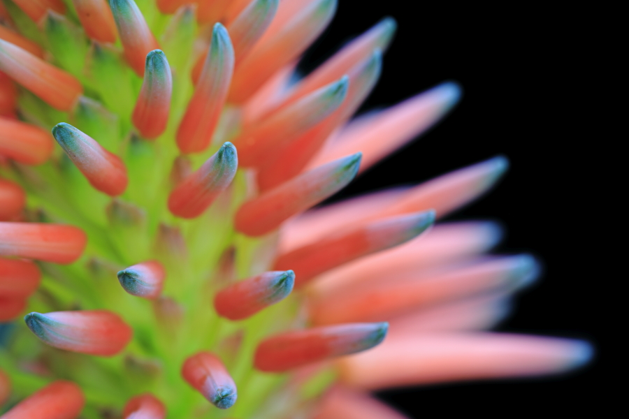 Baum-Aloe auf Madeira