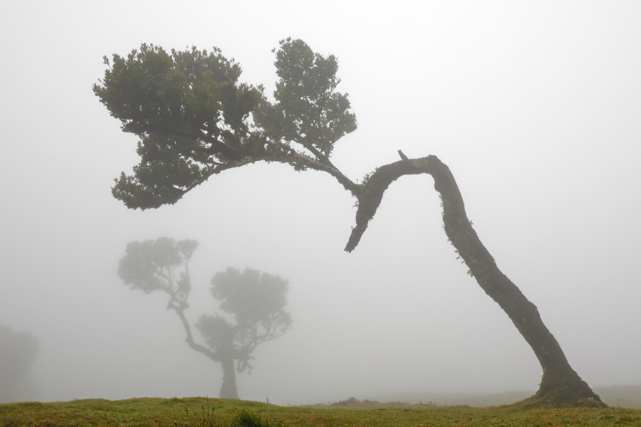 Lorbeerwald Fanal im Nordwesten Madeiras