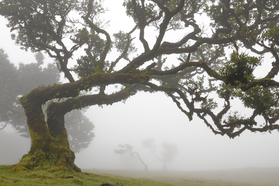 Lorbeerwald Fanal im Nordwesten Madeiras
