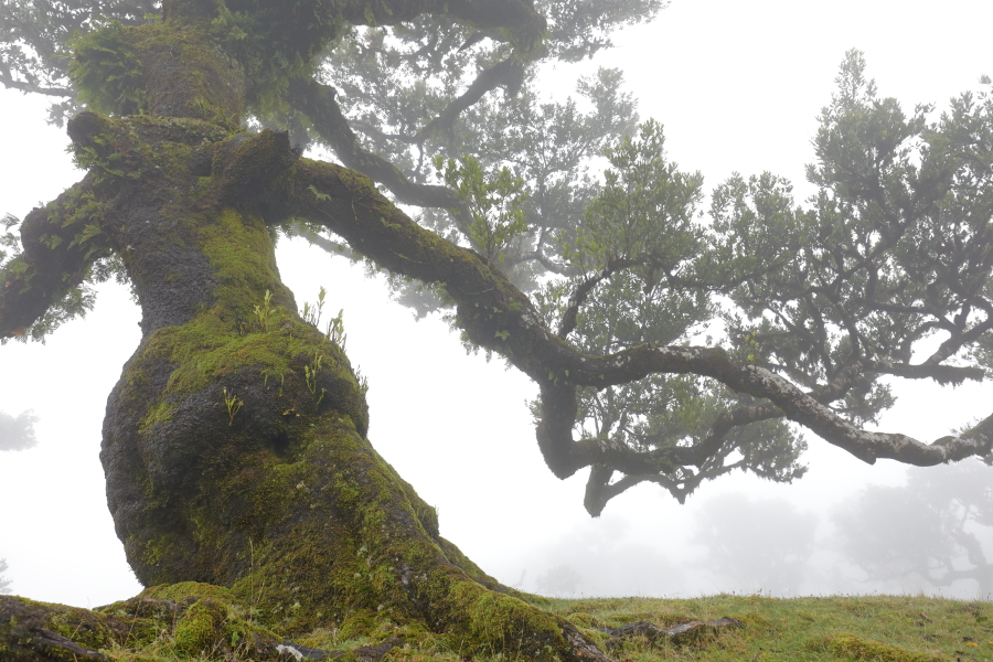 Lorbeerwald Fanal im Nordwesten Madeiras