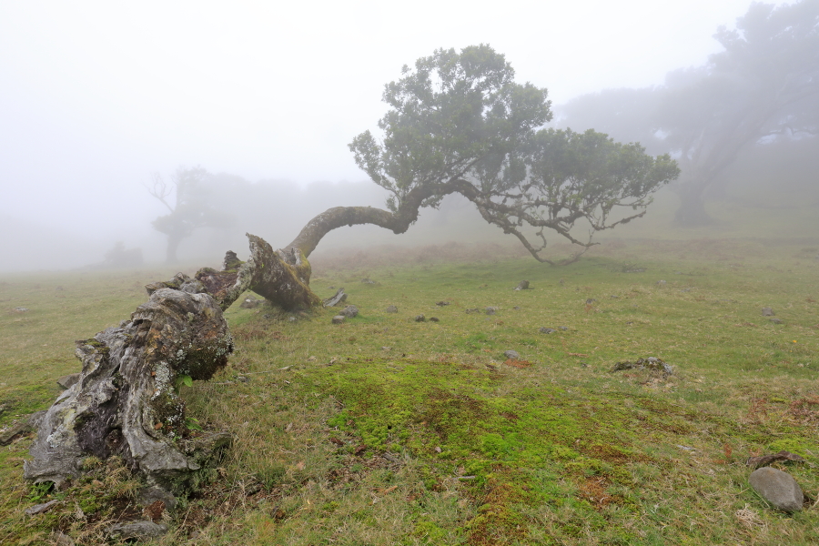 Lorbeerwald Fanal im Nordwesten Madeiras