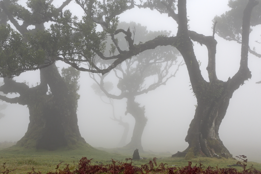 Lorbeerwald Fanal im Nordwesten Madeiras