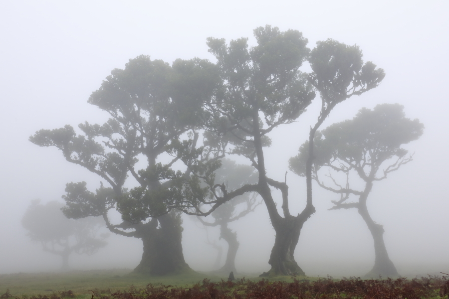 Lorbeerwald Fanal im Nordwesten Madeiras