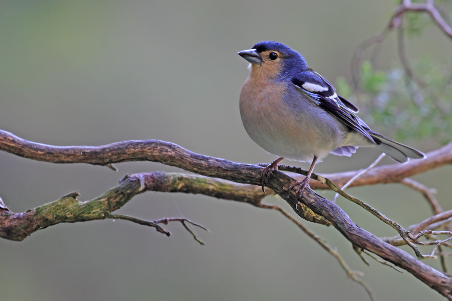 Madeira-Buchfink Fringilla coelebs maderensis Madeiran Chaffinch