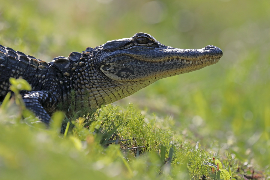 Der wieder sehr häufige und im Südosten der USA weit verbreitete Mississippi-Alligator kann bis zu 6m lang werden.