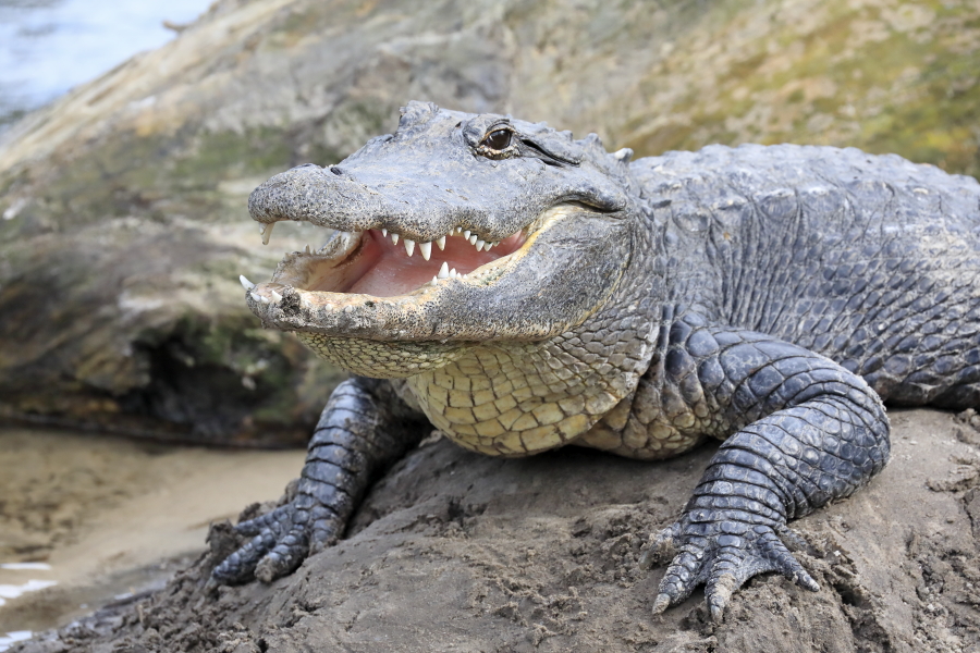 Der wieder sehr häufige und im Südosten der USA weit verbreitete Mississippi-Alligator kann bis zu 6m lang werden.