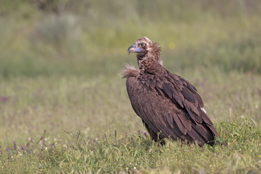 Mönchsgeier in der Extremadura