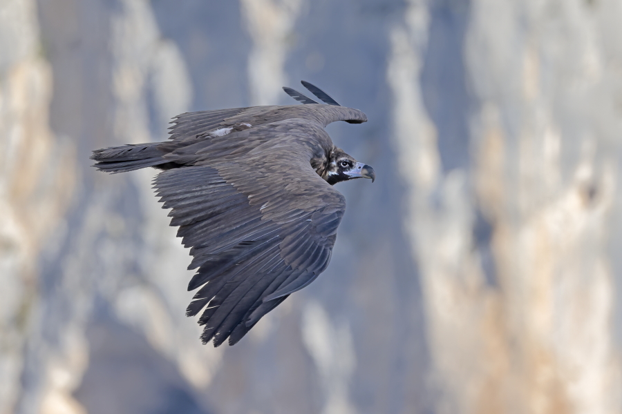 Mönchsgeier in der Verdon-Schlucht