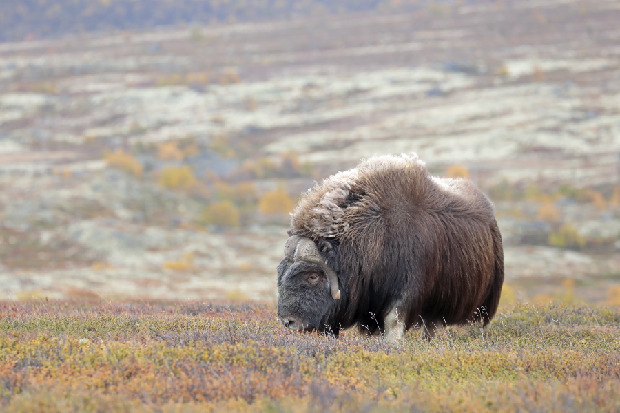 Moschusochse im Dovrefjell, Norwegen