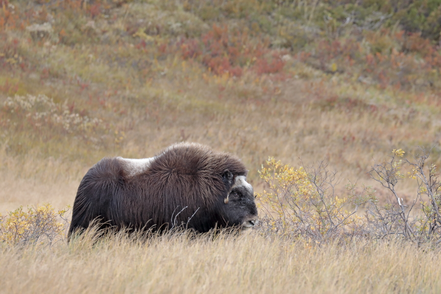 Moschusochse im Dovrefjell, Norwegen