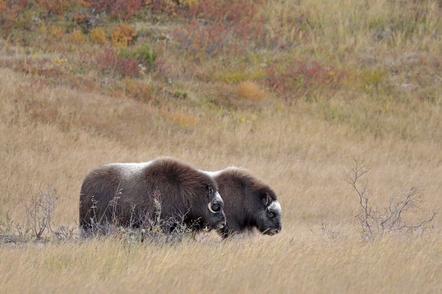 Moschusochsen im Dovrefjell, Norwegen