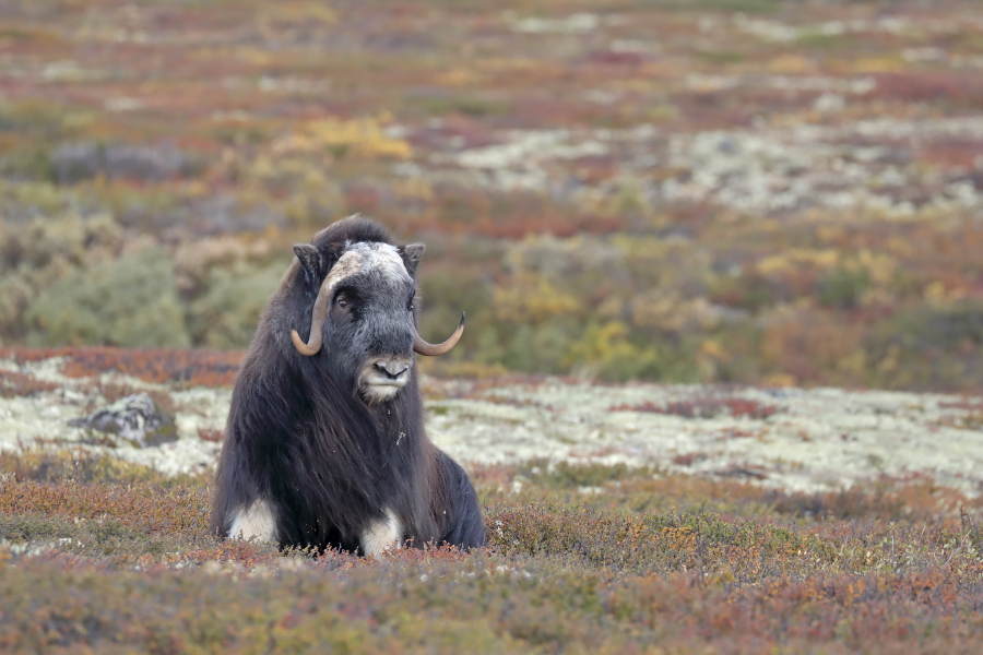 Moschusochse im Dovrefjell, Norwegen