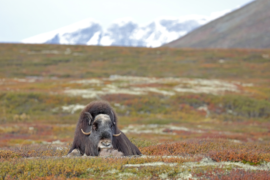 Moschusochse im Dovrefjell, Norwegen