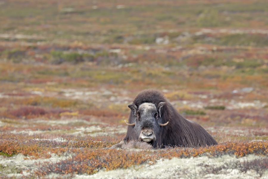 Moschusochse im Dovrefjell, Norwegen