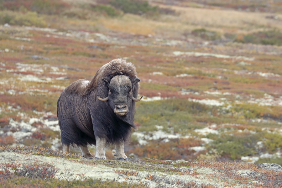 Moschusochse im Dovrefjell, Norwegen