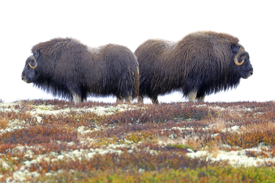 Moschusochsen im Dovrefjell, Norwegen