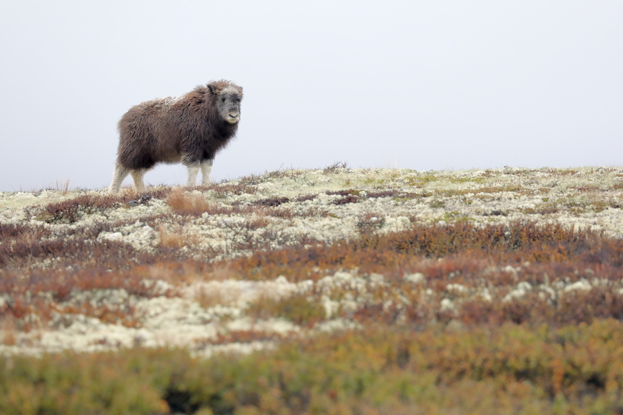 Moschusochse im Dovrefjell, Norwegen